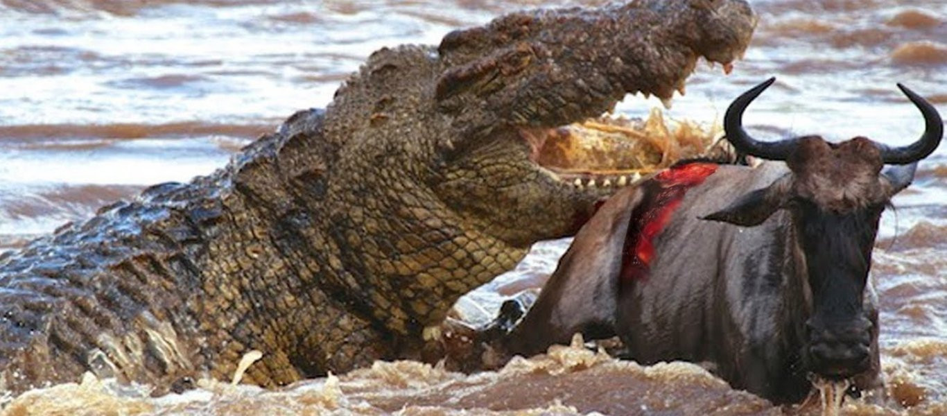 Βίντεο: Δείτε τις πιο αιματηρές επιθέσεις κροκόδειλων